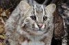 Наказать живодера или хищного вора: амурчане обсуждают строгую санкцию за убийство редкого кота