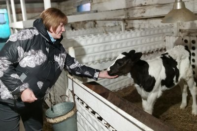 «Это у нас семейное»: молочная ферма в селе Томичи ждет расширения и увеличения поголовья