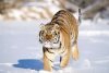 Впервые амурский тигр пришел в окрестности Белогорска