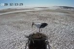 Аисты вернулись в Амурскую область