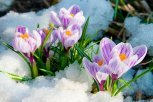 Ондатра напала на амурчанина, и как носить маску, чтобы не болели уши: утро с «Амурской правдой»