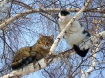 Необыкновенное место в Бурейском районе и кот, который носит маску: утро с «Амурской правдой»