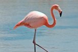 Орнитолог Василий Дугинцов: «Розовые фламинго залетали в Приамурье»