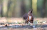 Фотограф снимает людей на расстоянии, космические белки и детский конкурс: утро с «Амурской правдой»