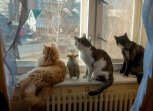 В самоизоляции дети стригут родителей, а рукодельницы готовят новый рекорд:утро с «Амурской правдой»