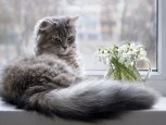 Как правильно убираться во время эпидемии и самоизолированный кот: утро с «Амурской правдой»