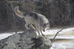 В Ромненском районе волк напал на женщину, домашних собак и лошадь