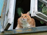 Подборка котов на каратине, необычные небесные волны и рецепт дня: утро с «Амурской правдой»