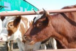 Половину коров и лошадей в Амурской области привили от сибирской язвы