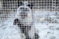 «Ситуация очень тяжелая»: животным амурского зоопарка в Ивановке грозит голод