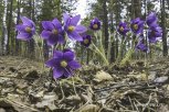 Приамурье распустилось: АП ждет на новый конкурс фото цветущих городов, сел и дач