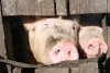 Нарушивших карантин по АЧС амурских свиноводов привлекут к уголовной ответственности