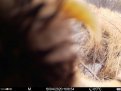 Тигрица Елена когтем открывает фотоловушку. Фото: Хинганский заповедник/Центр «Амурский тигр»