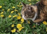 Праздники июня, роботы-коронавирусы и рецепт диетического шашлыка: утро с «Амурской правдой»