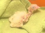 На свалке Благовещенска из выброшенных яиц вылупились цыплята: Россельхознадзор проводит проверку