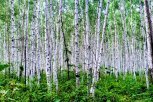 Экологичный банк: как Сбербанк помогает сохранению природы