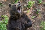 Медведь съел картошку на даче в Тынде