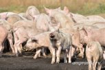 Крупные свинокомплексы Амурской области повышают защиту от АЧС
