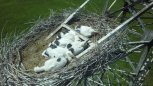 Дожди помогли растить птенцов: в Амурской области аистиный беби-бум