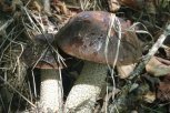Первые грибы появились в Приамурье раньше срока из-за тропических ливней
