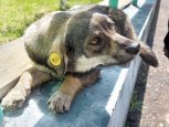 В Свободном 30 отловленных с улиц собак нашли хозяев