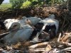 Аистам из Муравьевского заказника подкинули чужого птенца