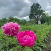 Жара и грозы: прогноз погоды в Амурской области на 2 июля
