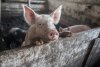 Более 1,6 миллиона рублей выплатят амурчанам за потерю свиней из-за АЧС