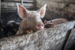 Более 1,6 миллиона рублей выплатят амурчанам за потерю свиней из-за АЧС