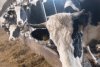 В четырех амурских хозяйствах скот болен лейкозом