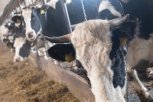 В четырех амурских хозяйствах скот болен лейкозом