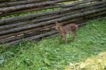 Двухнедельного косуленка выкармливает амурский охотовед