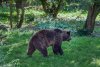В Тындинском районе в село зашел медведь