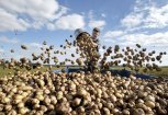 Овощная экспансия: в Амурской области планируют в два раза увеличить производство моркови и картошки