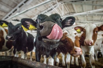 Роботизированные молочные фермы, птицефабрику и свинокомплекс построят в Амурской области