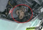 Змеи под капотом: амурские туристы обнаружили щитомордников в своей машине в Приморье