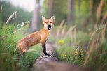 Фотозагадка амурского эколога, и самая опасная гламурная фотосессия: утро с «Амурской правдой»