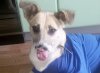 «Неизвестно, где Найдочка потеряла нос»: травмированная собака срочно ищет хозяев