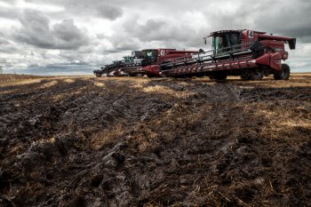 Дождь бьет по урожаю: репортаж с полей Михайловского района