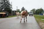 В Амурской области вдоль границы с Китаем из-за опасной инфекции вакцинируют скот