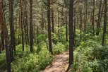 В Михайловском районе 81-летняя бабушка вышла из леса после четырех дней блужданий