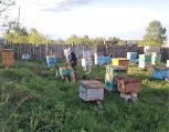 В Амурской области больше 10 тысяч человек взяли дальневосточный гектар