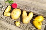 Любовь с картошкой: конкурс «Амурский урожай» продолжается