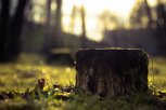 В амурской столице выкорчуют 400 старых пней