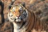 В Свободненском районе нашли убитым амурского тигра Павлика (обновлено)