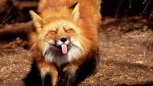 В амурских лесах разложат брикеты с вакциной от бешенства