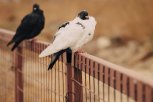 Синоптики предупреждают амурчан о заморозках