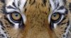 Источник о погибшем тигре Павлике: «Это убийство ради убийства»