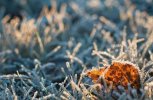 В Амурскую область морозы пришли позже срока