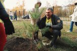 Губернатор посадил молодые сосны в парке Дружбы